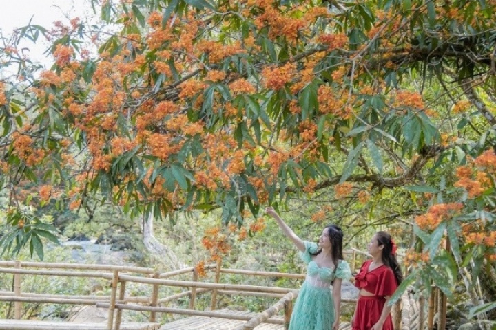 Hoa vô ưu bung nở bên suối ở Phong Nha - Kẻ Bàng, du khách mê mẩn chụp ảnh
