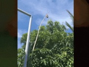Ẩm thực - Đặc sản lạ ở Vĩnh Phúc cho kiến bu kín, đốt càng nhiều ăn càng ngon