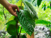 Thị trường - Tiêu dùng - Việt Nam có loại cây trà quý hiếm: "Thần dược" ra sao mà người Trung Quốc lùng mua cả cây, hoa, lá?