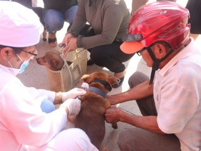 Chó chảy nước dãi, chạy khắp nơi cắn người loạn xạ ở Vũng Tàu