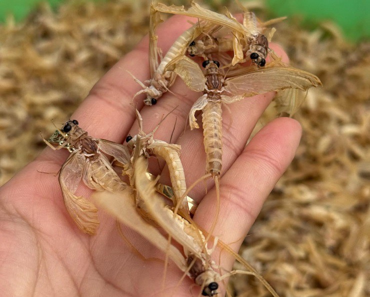 Đặc biệt, có đợt kéo dài&nbsp;hàng chục&nbsp;năm&nbsp;vờ không xuất hiện, nhiều người có tiền triệu cũng không mua được.
