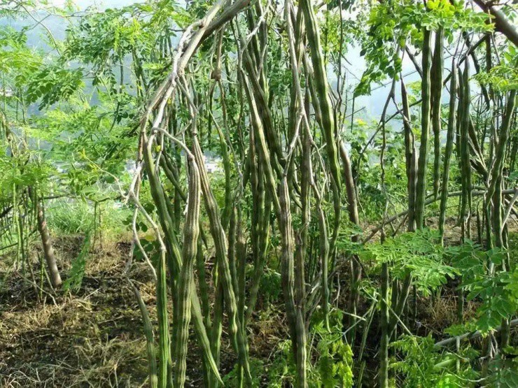 Cây mọc đầy ở Việt Nam hóa ra là “báu vật” ở Ấn Độ, nhặt hạt đem bán cũng kiếm bộn tiền - 1