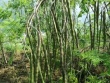 Cây mọc đầy ở Việt Nam hóa ra là “báu vật” ở Ấn Độ, nhặt hạt đem bán cũng kiếm bộn tiền