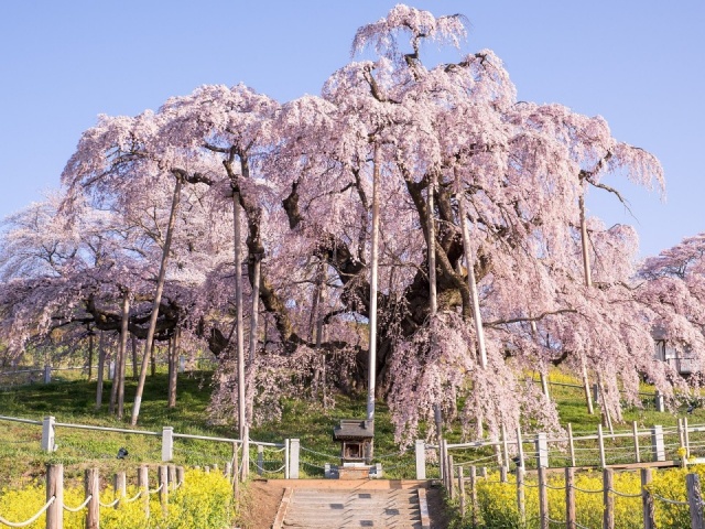 4 cây hoa anh đào 1.000 năm vẫn bung nở ở Nhật Bản