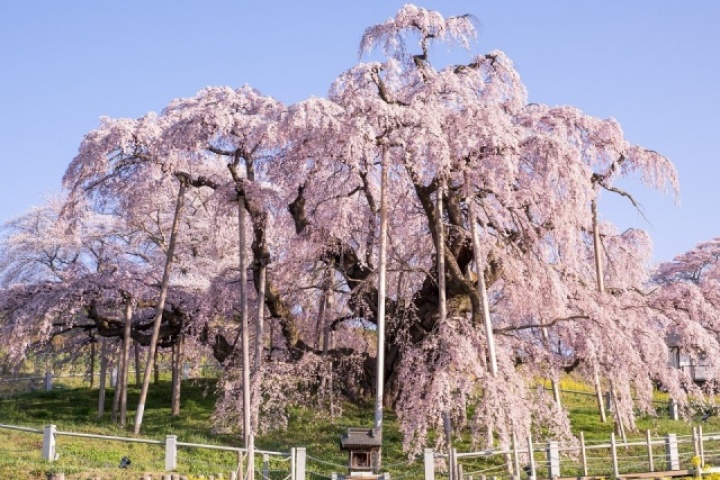 4 cây hoa anh đào 1.000 năm vẫn bung nở ở Nhật Bản