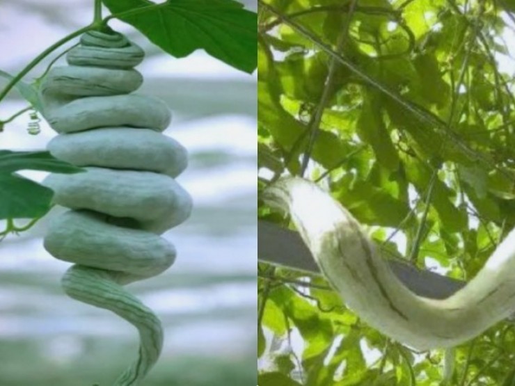 Cây “đẻ ra rắn”: Trồng 1 lần ăn nửa năm không hết, hái bán là hốt bạc, ở Việt Nam cũng có