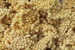 Loại trứng côn trùng có giá hàng chục triệu đồng/kg, mua về cho nở con, hơn nửa tháng thu lãi gấp 10-15 lần