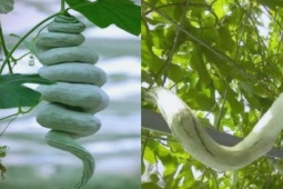 Cây  đẻ ra rắn : Trồng 1 lần ăn nửa năm không hết, hái bán là hốt bạc, ở Việt Nam cũng có