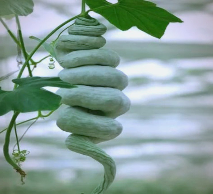 Cây “đẻ ra rắn”: Trồng 1 lần ăn nửa năm không hết, hái bán là hốt bạc, ở Việt Nam cũng có - 4