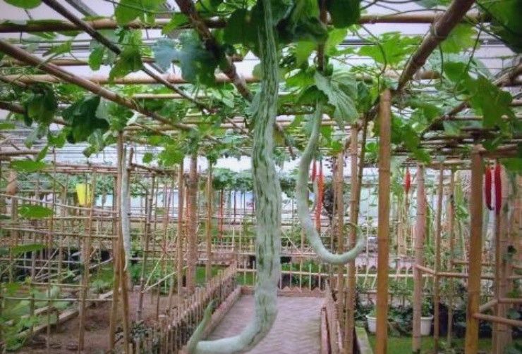 Cây “đẻ ra rắn”: Trồng 1 lần ăn nửa năm không hết, hái bán là hốt bạc, ở Việt Nam cũng có - 2