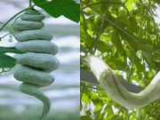 Cây  đẻ ra rắn : Trồng 1 lần ăn nửa năm không hết, hái bán là hốt bạc, ở Việt Nam cũng có