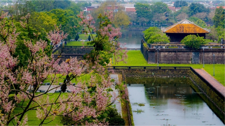 Mỗi độ tháng 3, tháng 4 về, hoa ngô đồng lại nở giữa nắng vàng xứ Huế, như lời nhắc nhở nhẹ nhàng quá khứ vẫn còn hiện diện đâu đó nơi những mái ngói rêu phong, nơi hàng gạch rêu xanh ẩn hiện dấu chân xưa.