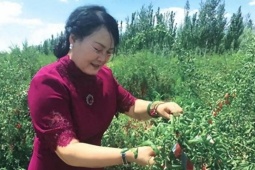 Kẻ điên bỏ hàng chục tỉ phá đất hoang trồng rừng, giờ thu trăm tỉ/năm
