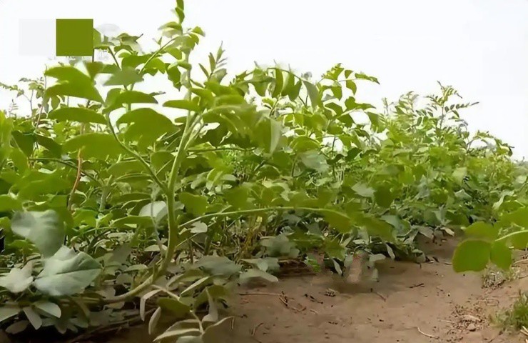“Kẻ điên” bỏ hàng chục tỉ phá đất hoang trồng rừng, giờ thu trăm tỉ/năm - 5