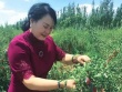 “Kẻ điên” bỏ hàng chục tỉ phá đất hoang trồng rừng, giờ thu trăm tỉ/năm