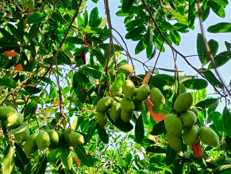 Khoảng tháng 7 đến tháng 9 âm lịch hàng năm là thời điểm trái cà na ở miền Tây vào mùa. Đây là thức quà bình dị, mộc mạc mà thiên nhiên ban tặng cho người dân nơi đây.
