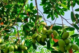 Trồng loại cây đặc sản "1 vốn 4 lời", không cần chăm sóc, nông dân hái không kịp bán