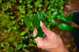 Cây dại ven đường bỗng hóa " vàng xanh " , tỏa mùi thơm đặc biệt, thành đặc sản nổi tiếng