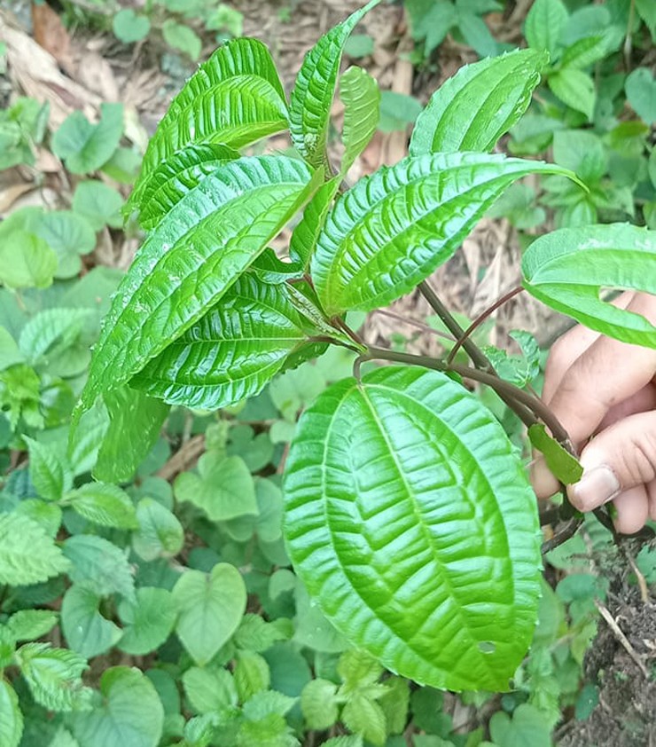 Cái đặc biệt nhất của lá&nbsp;pạ phì chính là chúng tỏa mùi thơm rất riêng. Ngay khi hái hay lúc rửa, mùi thơm tỏa ra giống như mùi của hoa quế, hoa hồi và thảo quả. Chính vì mùi thơm này mà hiện nay chúng được biết tới rộng rãi.
