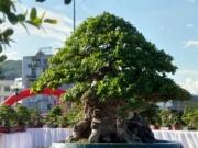 Thị trường - Tiêu dùng - Cây trồng làm hàng rào lên chậu thành bonsai, có cây giá hơn 1 tỷ từng gây sốt