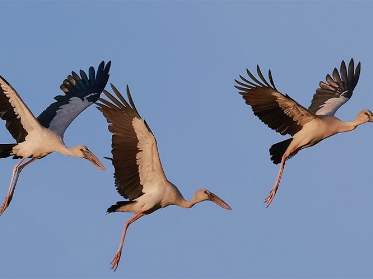 Loài chim quý tưởng chừng biến mất bất ngờ cùng lúc xuất hiện hàng trăm con ở Quảng Bình