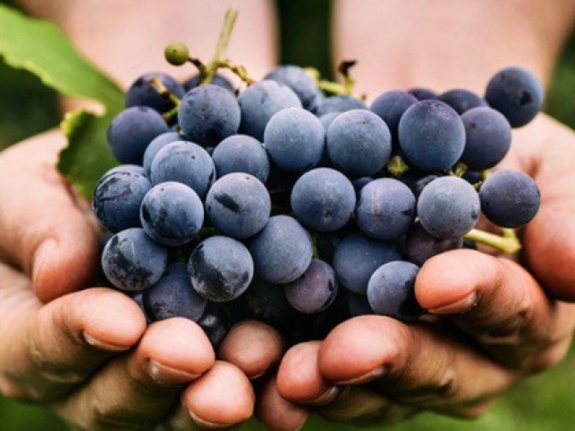 Ăn nho thường xuyên, cơ thể biến đổi ngạc nhiên
