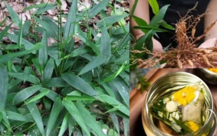 Cỏ Dại Đạm Trúc Diệp: "Vàng Xanh" Từ Thiên Nhiên Giúp Người Việt Kiếm Tiền