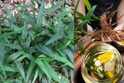 Cỏ dại chứa  lá vàng, rễ ngọc , người Việt hái bán là kiếm bộn