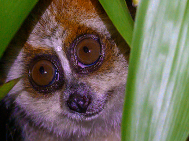 Loài linh trưởng quý hiếm được mệnh danh là “sinh vật của bóng đêm“ với vũ khí phòng vệ đặc biệt