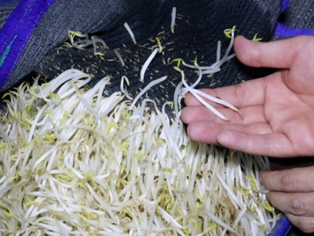 Hé lộ thị trường tiêu thụ 3.500 tấn giá đỗ ngâm “nước kẹo“