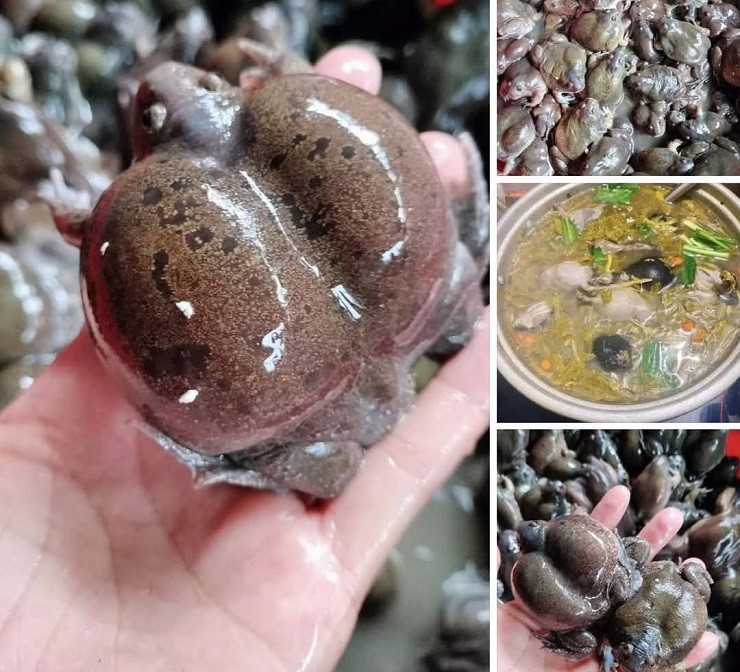 Chị Phương Sao, trú tại Buôn Ma Thuột (Đắk Lắk) cho biết, khoảng một tuần nay, mỗi khi mưa xuống, chị mua được từ 2-3 tạ ếch òn để bán cho đầu mối các tỉnh thành.
