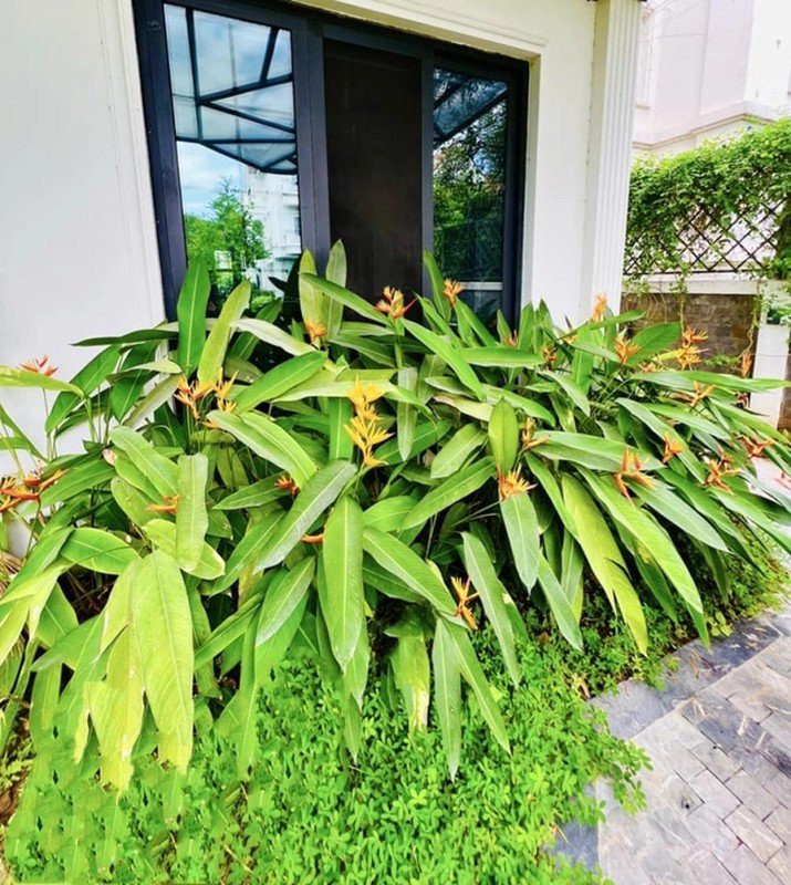 Rặng hoa chuối mỏ kép. Ảnh: FBNV