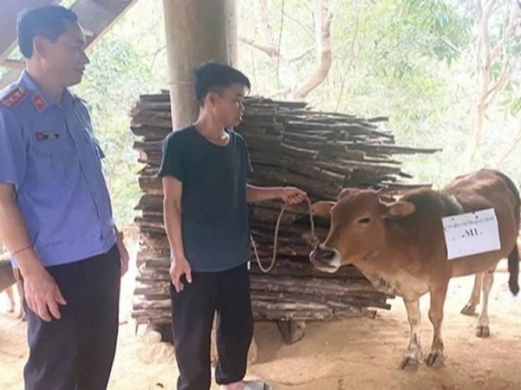 Ly kỳ 2 nhà đưa bò đi xét nghiệm ADN, chi phí “chát“ hơn giá con bò