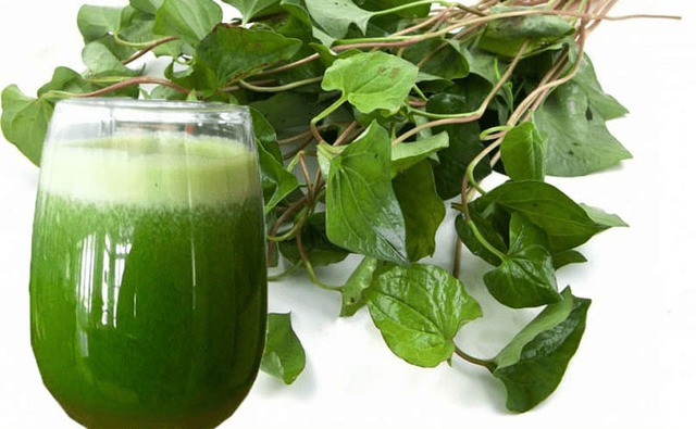 Rau diếp cá từ lâu đã được biết đến như một loại thảo dược giúp thanh nhiệt, giải độc và cải thiện hệ tiêu hóa.