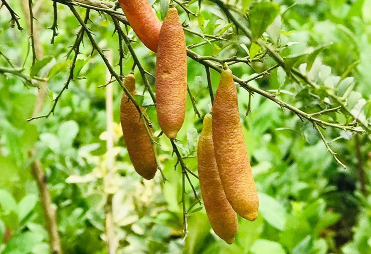 Loại quả này có tên khoa học là Microcitrus Australasica, là một loài thực vật có hoa thuộc họ cam chanh và là một trong 6 loài chanh bản địa của Úc.
