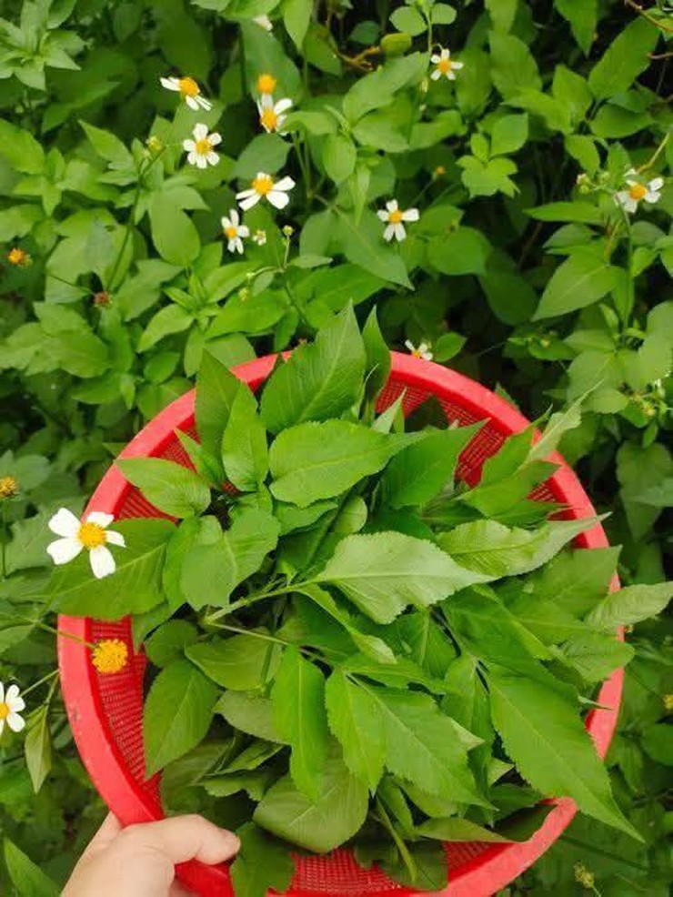 Ở một số địa phương, xuyến chi còn được sử dụng như một loại rau ăn lạ miệng, hương vị độc đáo.&nbsp;
