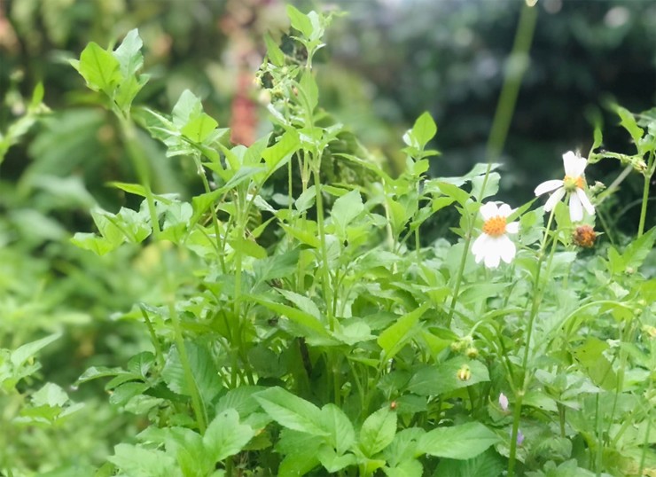 Ngoài chế biến các món ăn từ phần thân, ngọn và lá, hoa xuyến chi sau khi phơi khô còn được dùng như một thức uống làm thanh mát cơ thể.
