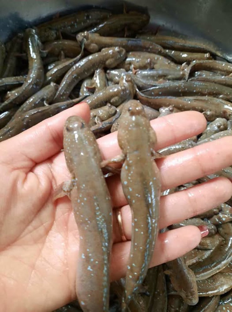 Ngày trước, người ta dùng bẫy để săn cá lác, còn bây giờ chủ yếu dùng câu.
