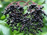 Thị trường - Tiêu dùng - Săn “lộc trời” ở bờ mương, kiếm tiền tươi mà không cần chăm bón