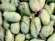 Thị trường - Tiêu dùng - Xoài hạt lép bán đầy thị trường giá hơn chục nghìn/kg, tiểu thương tiêu thụ vài tạ mỗi ngày