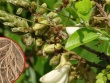 Loài cây mọc dại, cực dễ sống, giờ thành 'vàng trong đất': Vừa giữ rừng, vừa kiếm hàng trăm triệu