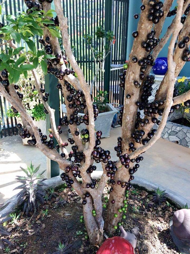 Nho thân gỗ có nguồn gốc&nbsp;từ Nam Mỹ, có tên khoa học là Jabuticaba, thường được gọi là nho đất hay nho Nam Mỹ.
