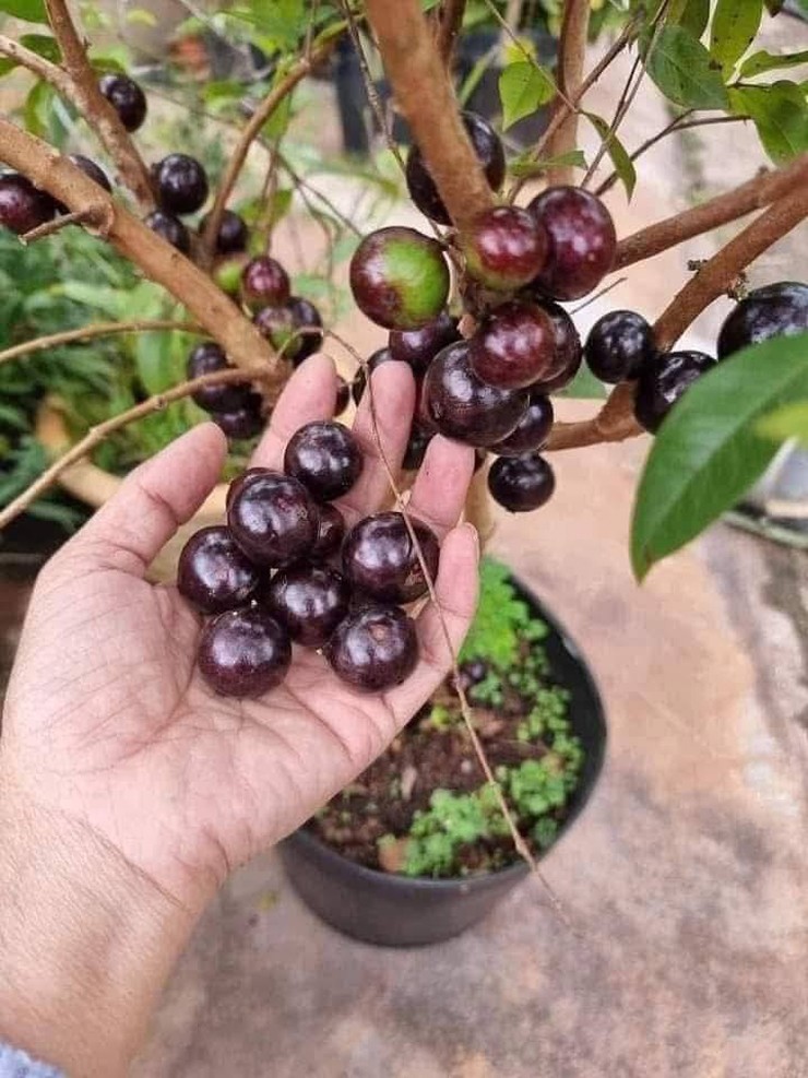 Trong phong thuỷ, cây nho thân gỗ là biểu tượng của sự thịnh vượng, tài lộc, mang lại may mắn và bình an cho gia chủ.

