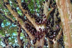 Cây mọc quả đen sì chi chít từ thân đến ngọn, lên chậu thành bonsai đẹp lạ, giá tới vài chục triệu