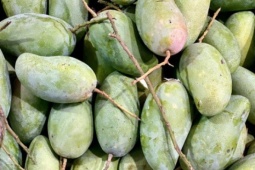 Xoài hạt lép bán đầy thị trường giá hơn chục nghìn/kg, tiểu thương tiêu thụ vài tạ mỗi ngày