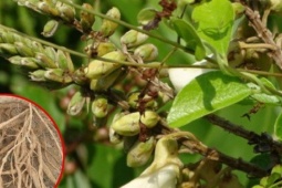 Loài cây mọc dại, cực dễ sống, giờ thành  ' vàng trong đất ' : Vừa giữ rừng, vừa kiếm hàng trăm triệu