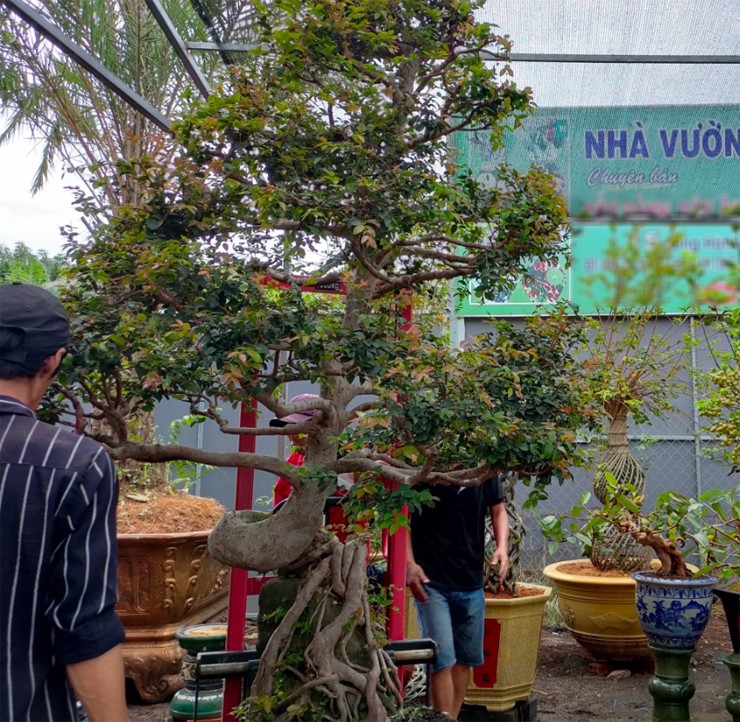 Vì cho quả lạ, đẹp mắt và có ý nghĩa về phong thủy nên dạo gần đây, nhiều người tìm mua những chậu nho thân gỗ đã ra quả về trồng trong sân vườn, ban công, làm đẹp không gian sống.

