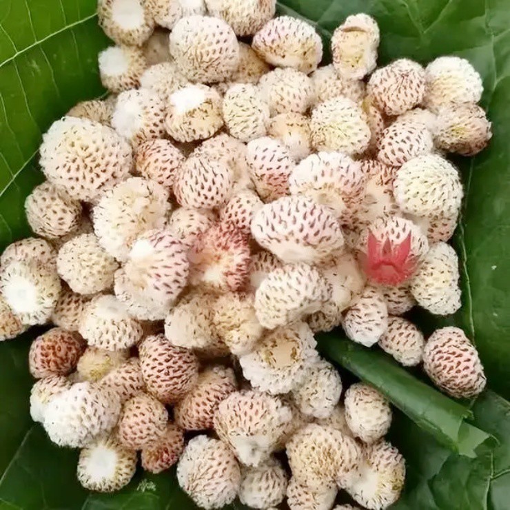 Loại quả "phiên bản giới hạn", người Việt đem về trồng mà hốt bạc - 1