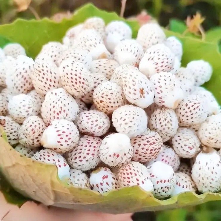 Loại quả "phiên bản giới hạn", người Việt đem về trồng mà hốt bạc - 4