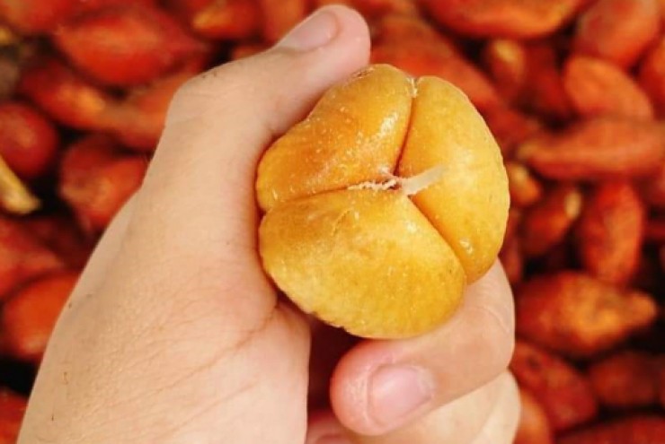 Người lớn tuổi ai chả bị thiếu máu lên não, rối loạn tiền đình, nhưng không phải ai cũng biết mẹo cực nhạy cực tốt này